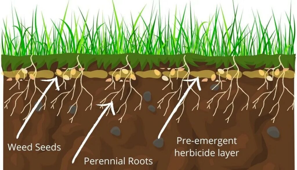 How Does Pre-emergent Herbicide Work?