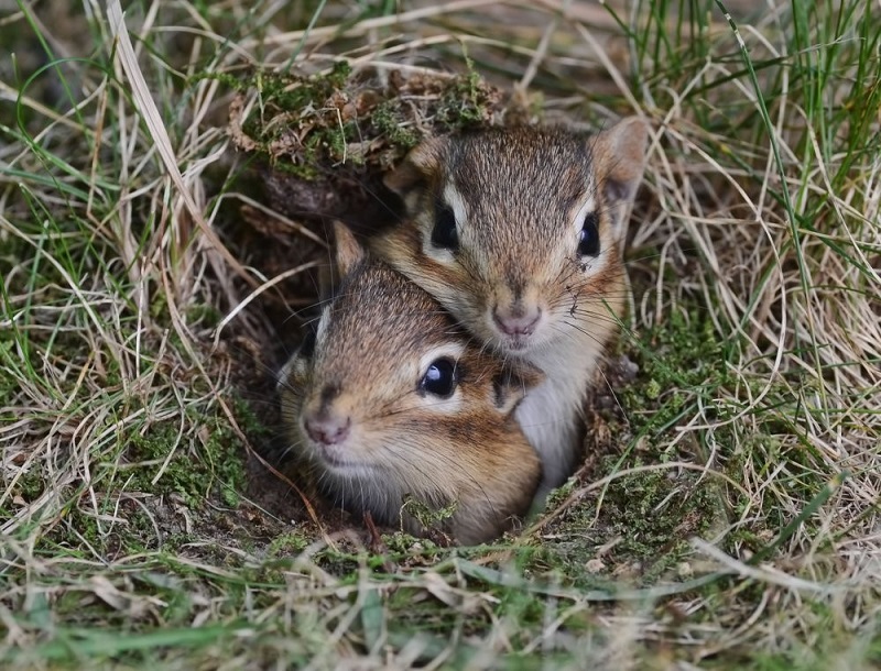 If you find a baby chipmunk, its mom is just somewhere close