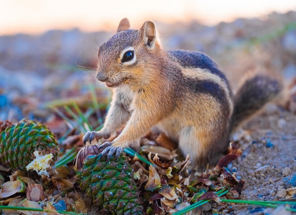 How To Keep Chipmunks Out Of Potted Plants In 10 Ways?