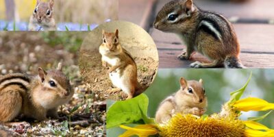 Critter Alert: How To Keep Chipmunks Out Of Potted Plants In 10 Ways