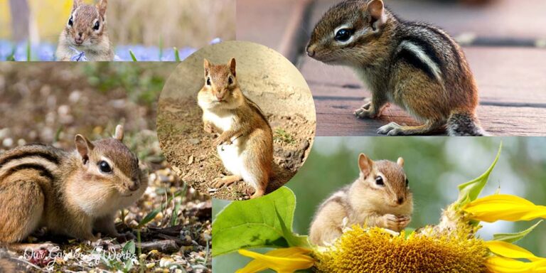 How To Keep Chipmunks Out Of Potted Plants In 10 Ways?