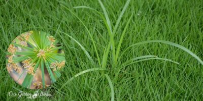 How To Get Rid Of Nutsedge & Keep Your Lawn Weed-Free