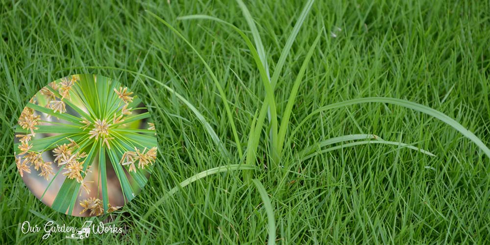 How to get rid of nutsedge and keep your lawn weed-free