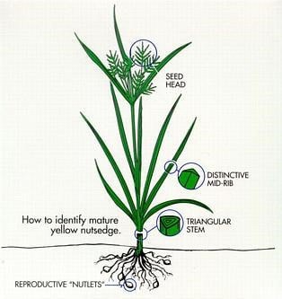 parts of a nutsedge