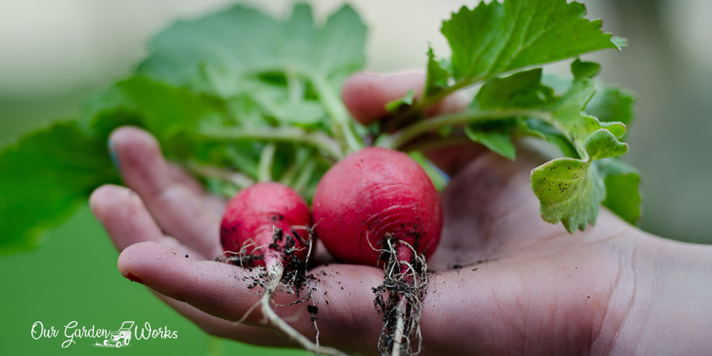 when are radishes ready to pick