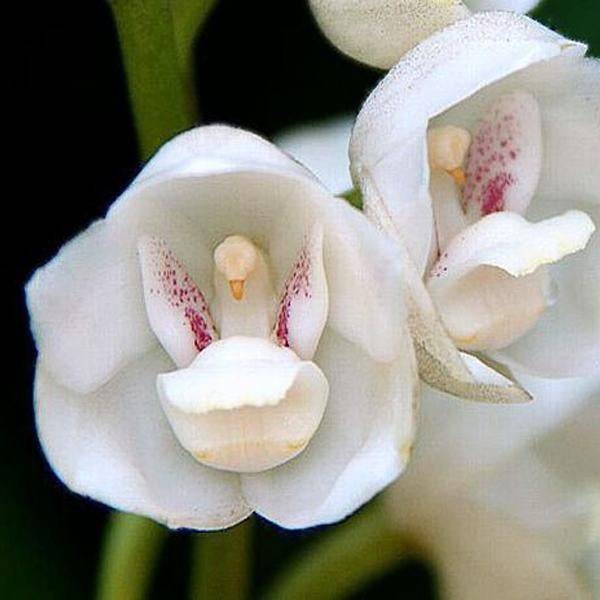 Dove orchid