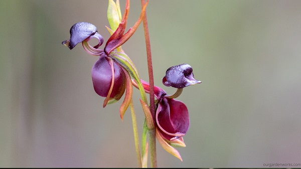 Duck orchid