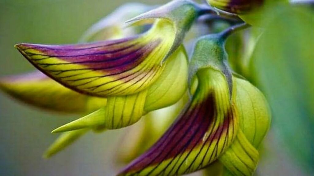 Green bird flower