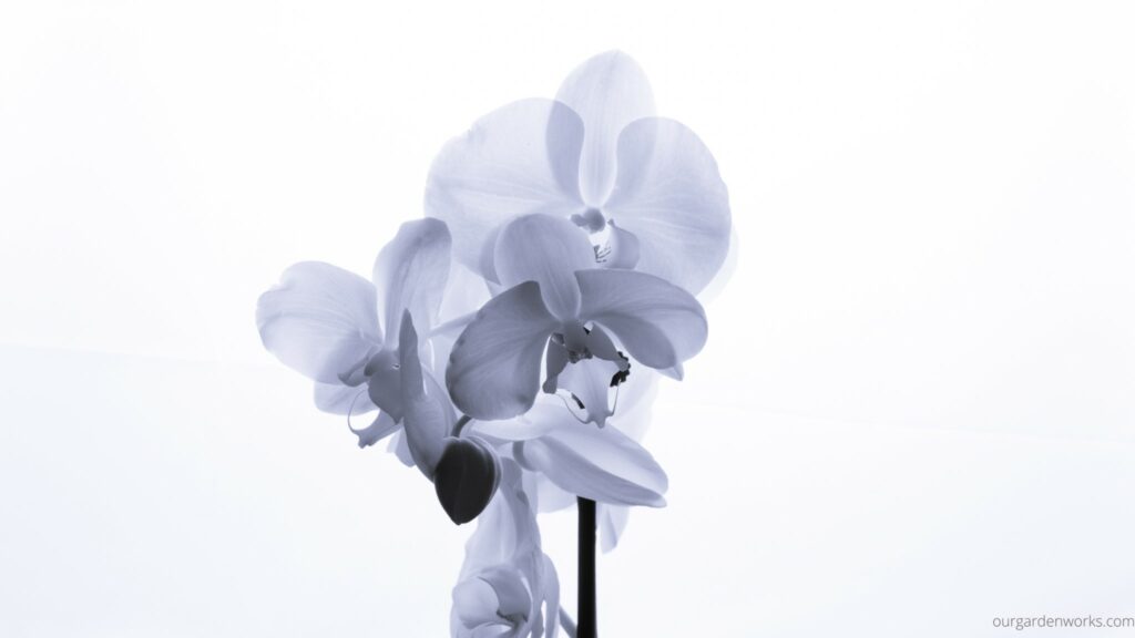 Moth orchid