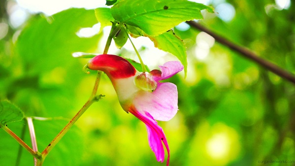 Parrot flower