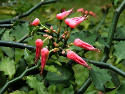 Redbird flower