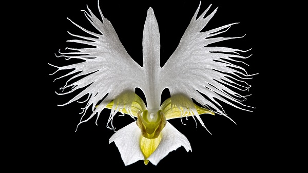 White egret orchid