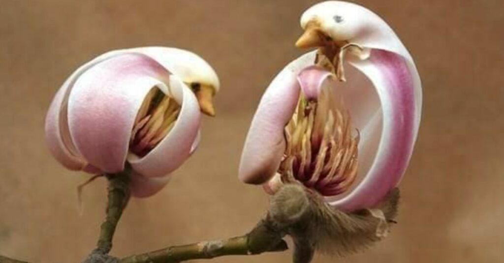 Yulan magnolias