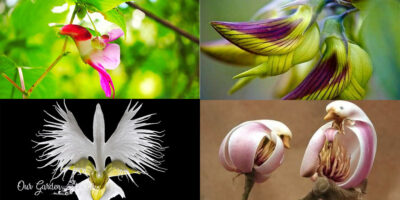 8 Flowers That Look Like Birds That You Can Plant This Summer