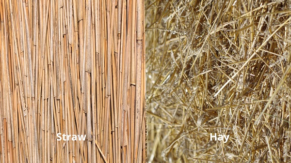 Straw vs. hay for mulching grass seeds