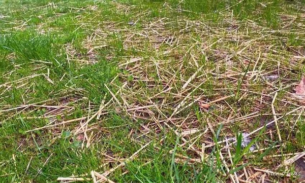 To leave or not to leave: Straw on grass seeds