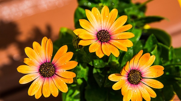 African daisy.