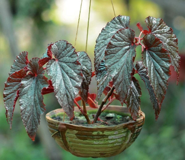 Angel wing begonia
