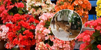 Are Begonias Poisonous To Cats & What Are The Types That Are Most Toxic?
