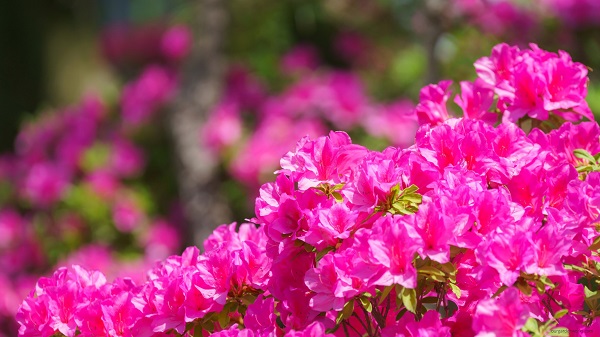 Azaleas.