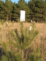 Bud capping in pine trees.