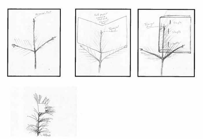 Bud capping. Source: USDA Forestry Service
