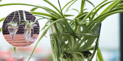 Can Spider Plants Grow In Water & How Long Can They Last?