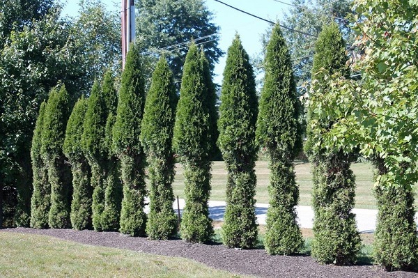 Conifer trees with browse lines / eaten by deer. 