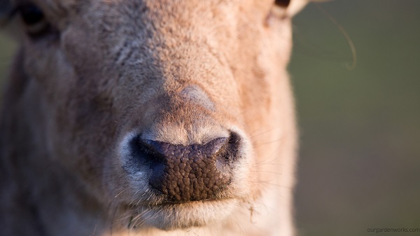 Deer have a strong sense of smell. 
