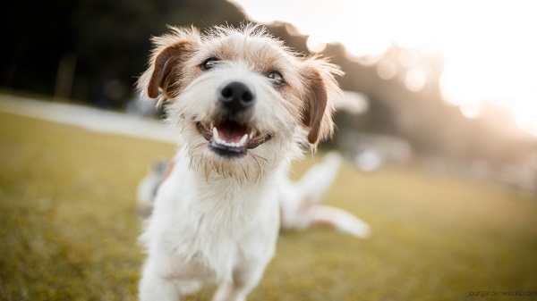 Dogs can naturally deter deer