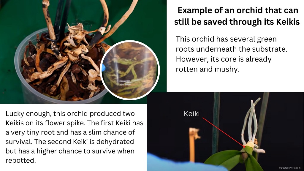 Example of an orchid that can still be saved through its Keikis