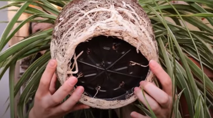 Extremely root-bound spider plant