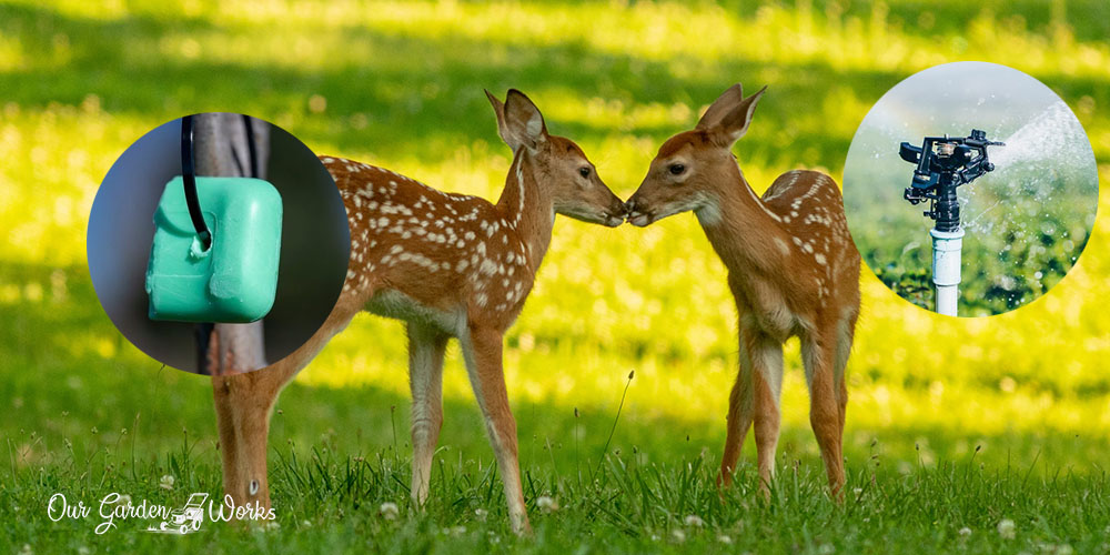 How To Get Rid Of Deer In Your Garden
