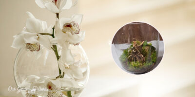 How To Revive A Dying Orchid And Make It Beautifully Bloom Again