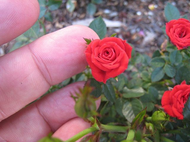 Miniature roses.