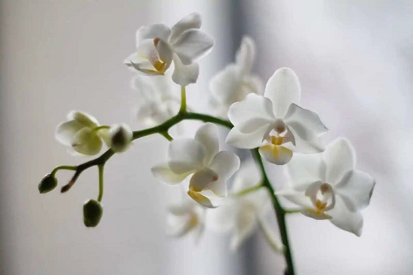 Moth orchids