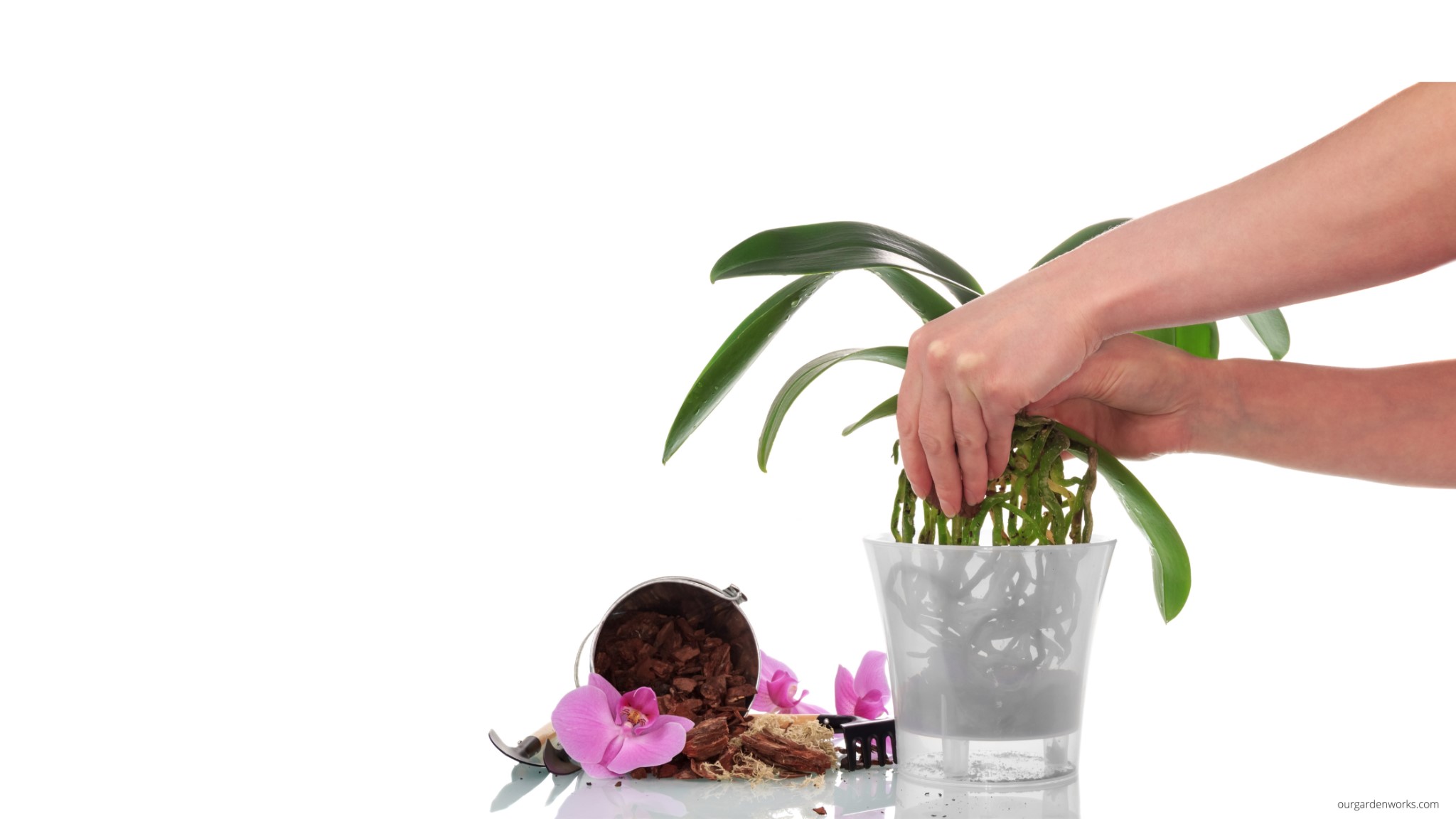 How To Revive A Dying Orchid And Make It Beautifully Bloom Again