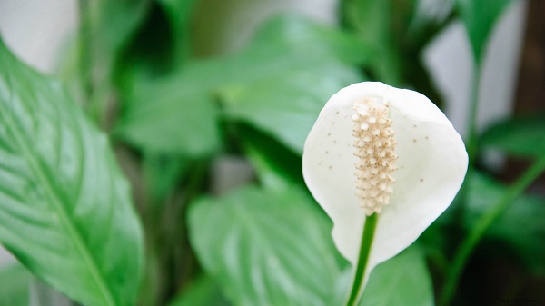 Peace lilies.