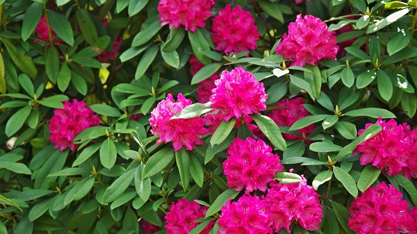 Rhododendrons.