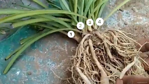 Several spider plant crowns are still connected to the mother plant.
