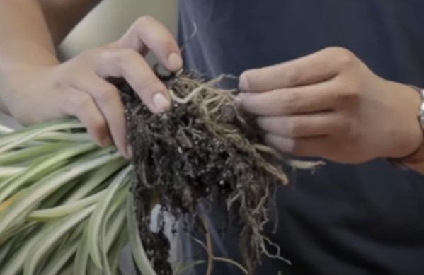 Spider plant with root rot

