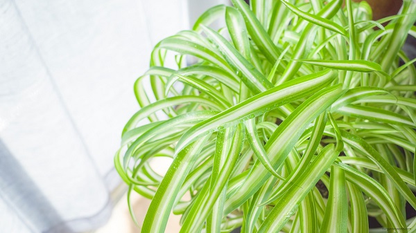 Spider plant