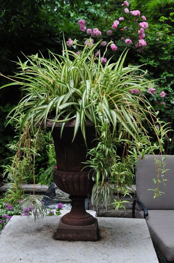 Spider plants as a specimen plant in a Greek-inspired pot
