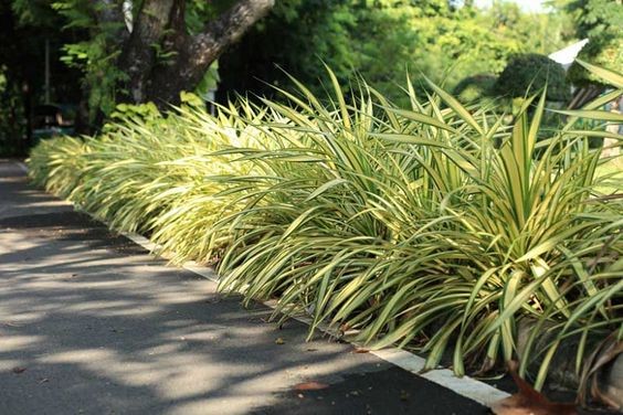 Spider plants as edging plants