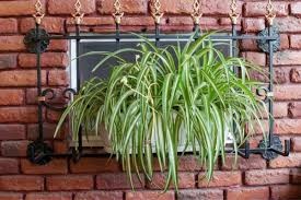 Spider plants in the tight window grills. 