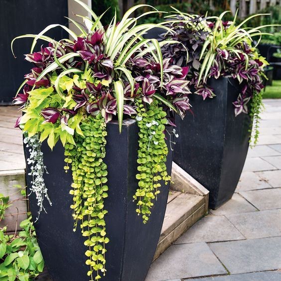 Spider plants in outdoor landscape pots