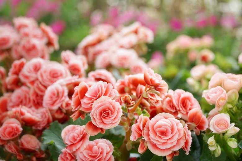 Tuberous begonias. 