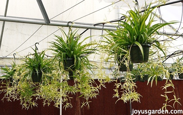 hanging spider plants with tons of pups bending away from the pots. 