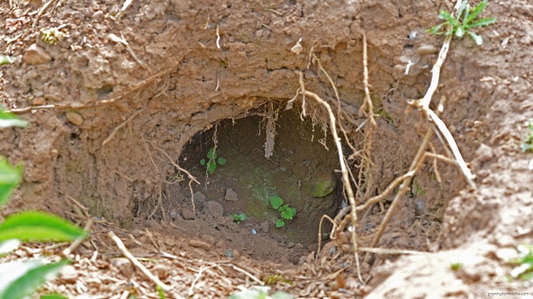 A burrow that can be flooded to force the prairie dogs out.