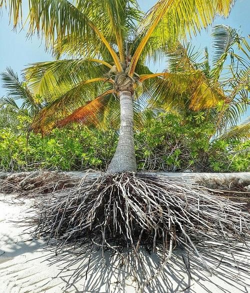 A palm tree with exposed roots due to erosion.